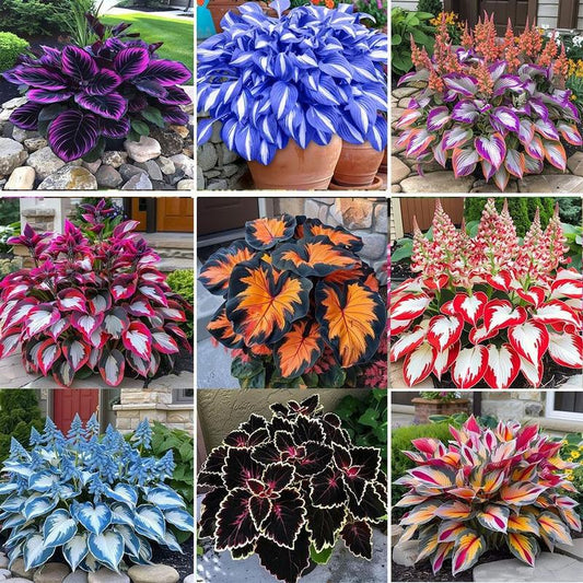 [Promise: Germinate or Refund] 100 Mixed Color Hosta Seeds| Shade-Loving Perennials with Stunning Foliage| Easy to Grow, Low Maintenance & Perfect for Pots or Garden Beds| Year-Round Beauty for Any Space , Same Packaging